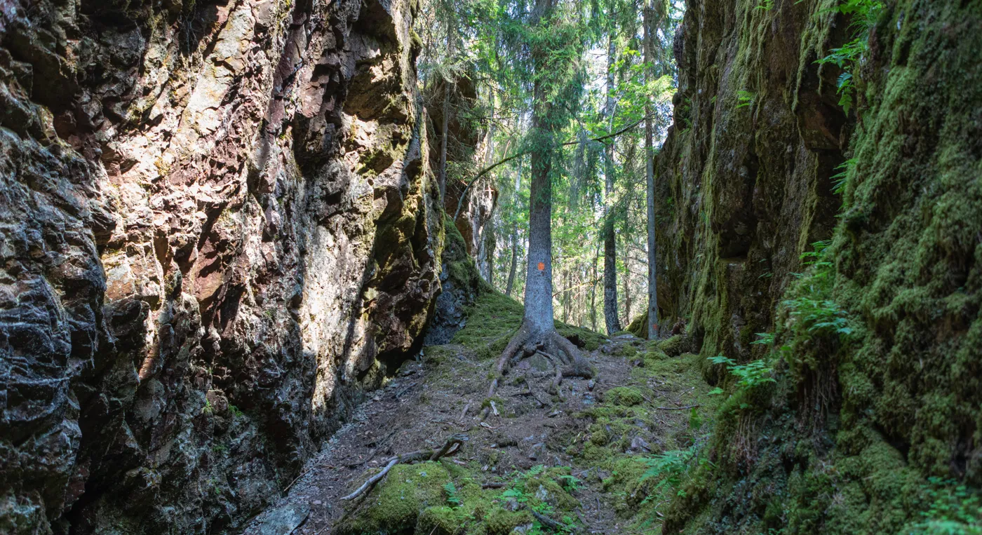 Berg  och träd i lummig skog