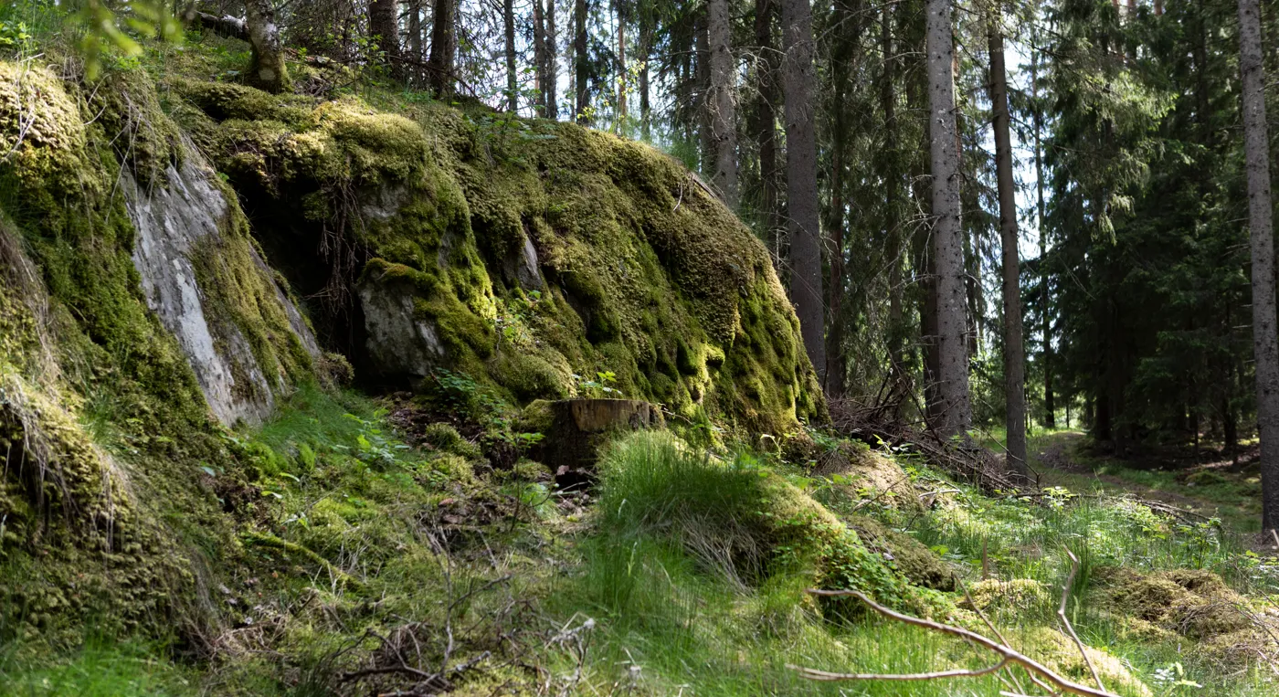 En mossbeklädd sten mitt i skogen.