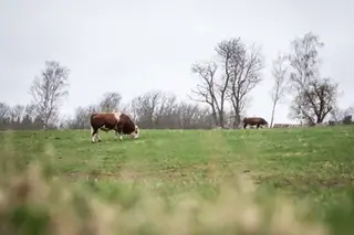 En ko står på en hage